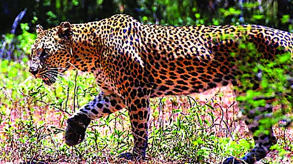 400 के.वी. सबस्टेशन इंदौर में घुसे तेंदुए को बहादुरी से पकड़ा, ट्रांसको ...